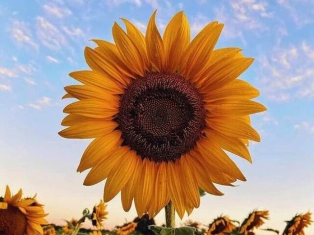 Girasol