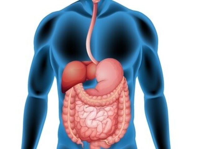 boca, faringe, esôfago, estômago, intestino delgado, intestino grosso, reto e ânus.