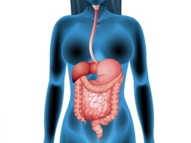 boca, bochecha, laringe, garganta, estômago, intestino delgado, intestino grosso, reto e ânus.