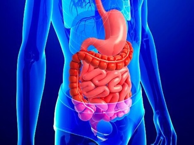 boca, dentes, faringe, palato, estômago, intestino delgado, intestino grosso, reto e ânus.