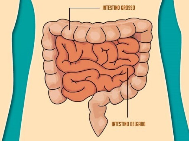 No intestino delgado é onde ocorre a maior parte da digestão dos alimentos. Já no intestino grosso, o cólon é o responsável por absorver a água e os nutrientes finais do alimento.