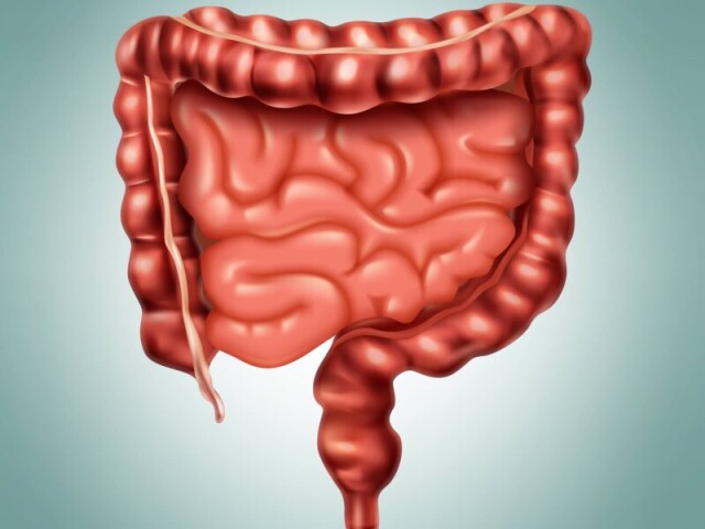 No intestino grosso é onde ocorre a maior parte da digestão dos alimentos. Já no intestino delgado, o cólon é o responsável por absorver a água e os nutrientes finais do alimento.