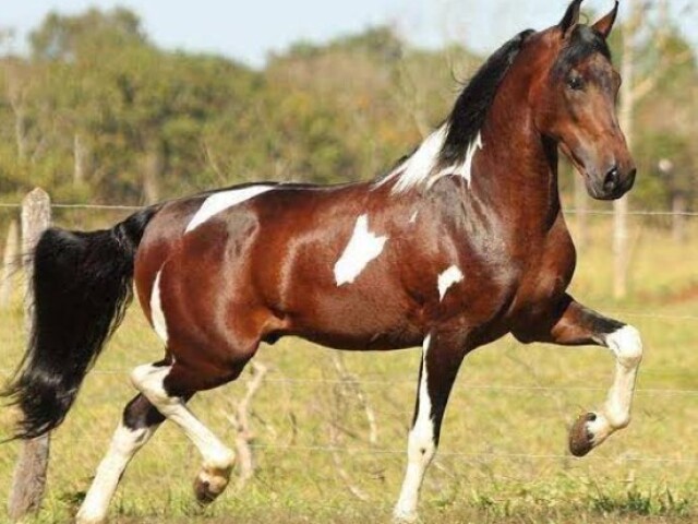Apenas cavalo