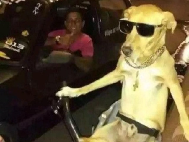 Cachorro motorista