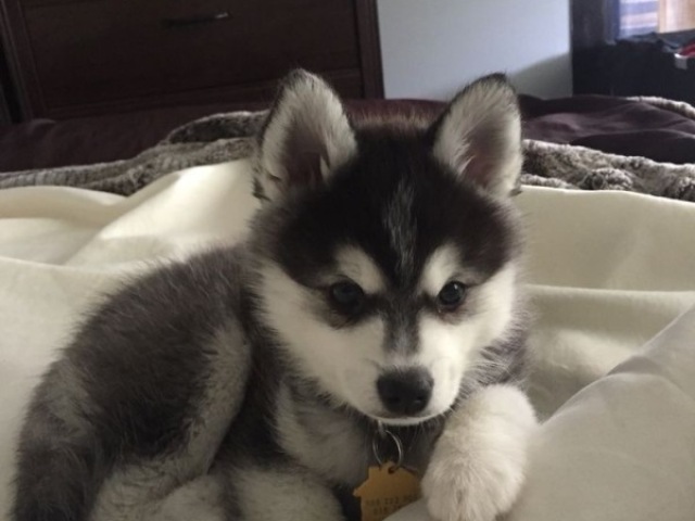 Husky siberiano