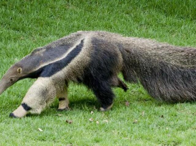 Tamandua