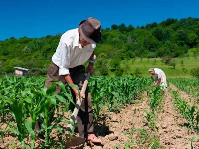 Fazenda com agricultores trabalhando coletivamente.