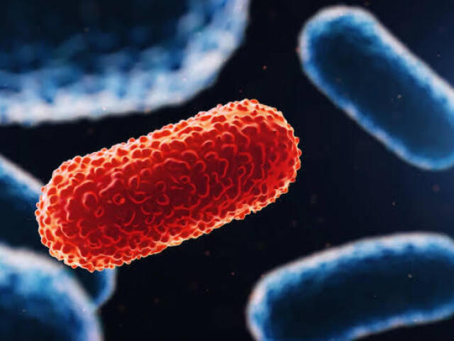 Mycobacterium leprae tuberculosis.