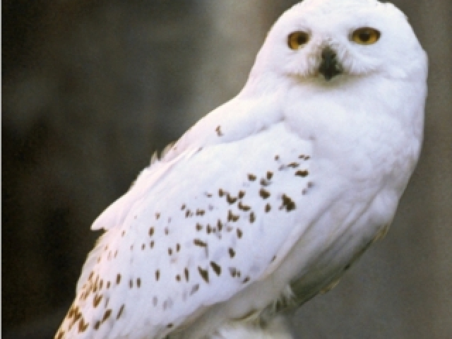 Hedwig