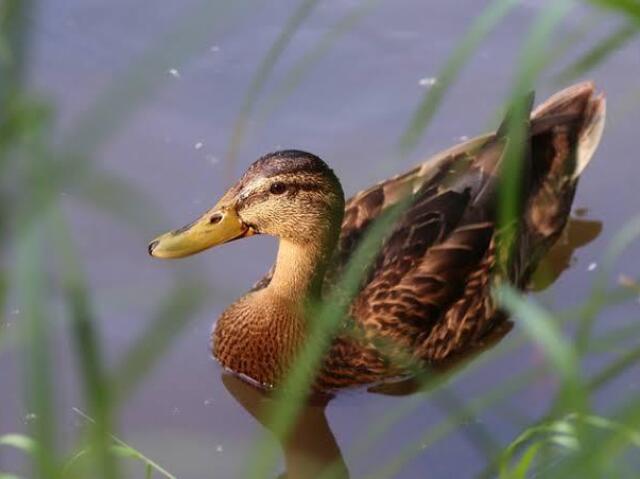 Pato