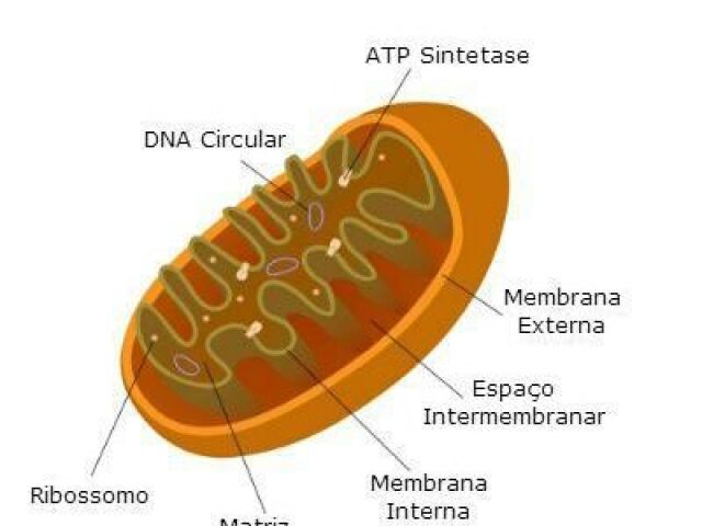 Mitocôndria