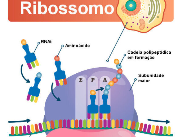 Ribossomo