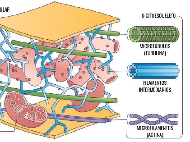 Citoesqueleto