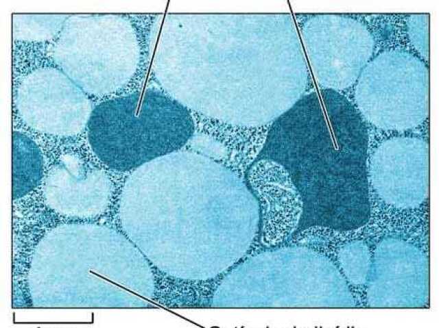 Glioxissomos