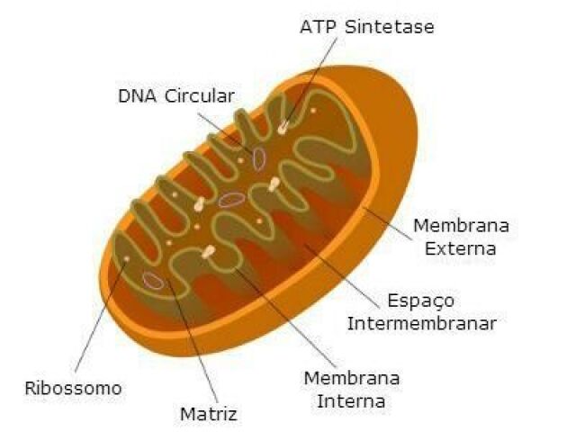 Mitocôndria