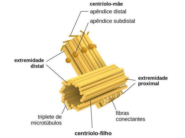 Centríolos