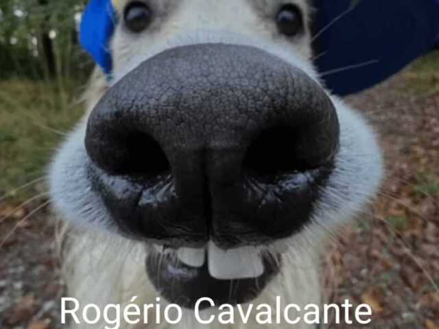 Rogerio cavalcante