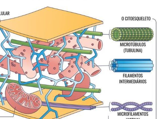 Citoesqueleto