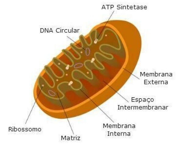Mitocôndria