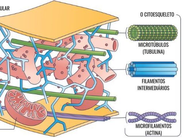 Citoesqueleto