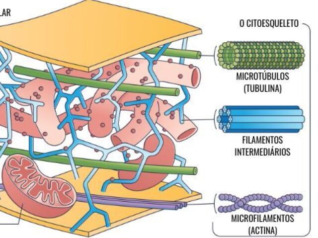 Citoesqueleto