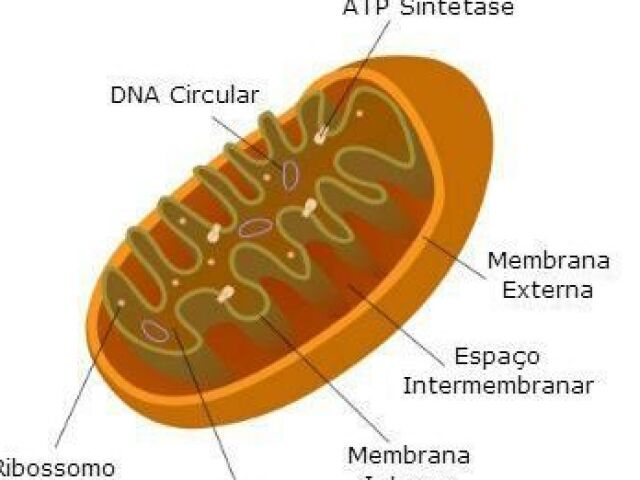 Mitocôndria