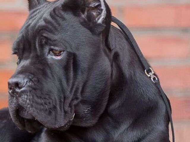 Cane Corso 🐕🦺