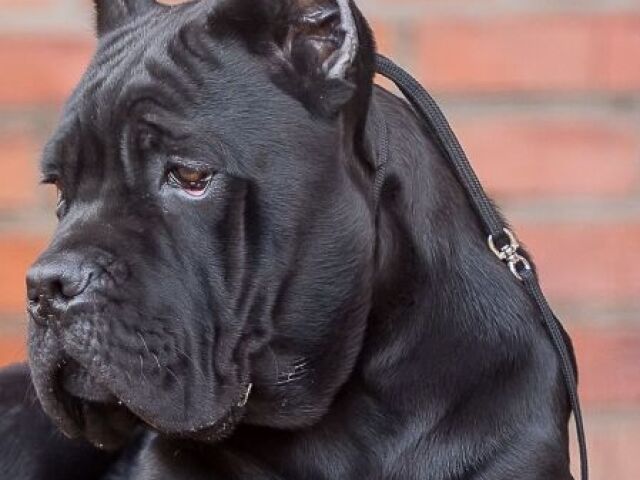 Cane Corso 🐕‍🦺