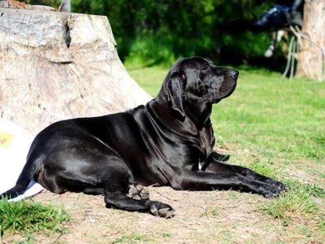 Fila Brasileiro🐕