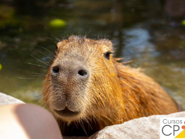 capivara