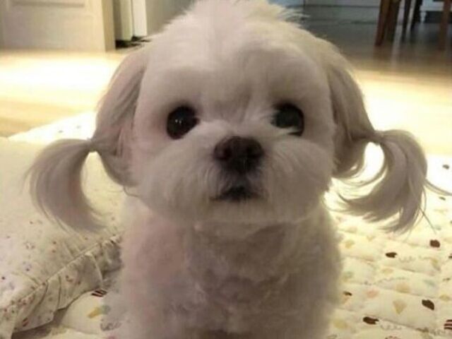 cachorro