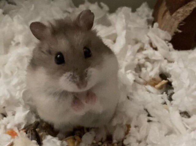 Hamster-nome pompom