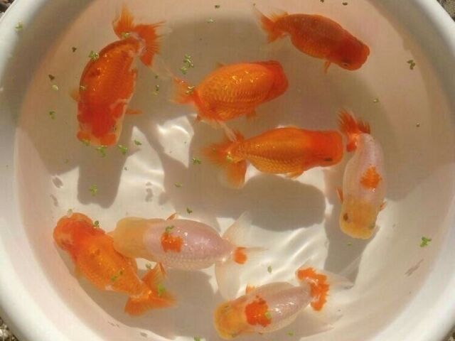 ๐๐๐ง๐๐ฃ๐๐