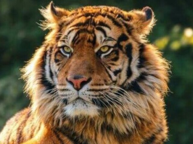 Tigre