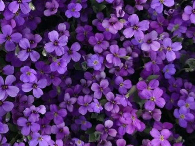 Roxo