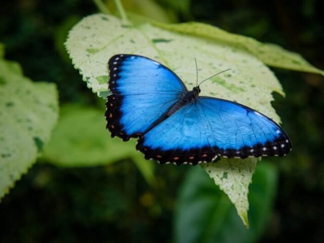 BORBOLETA