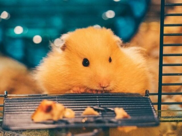 HAMSTER