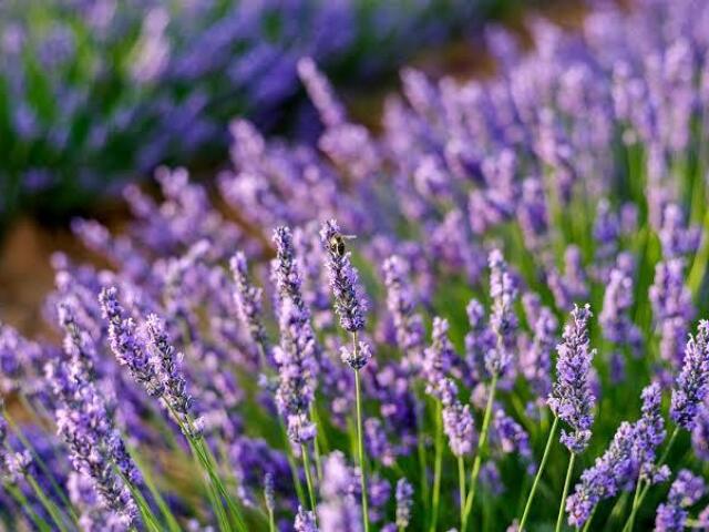 Lavanda