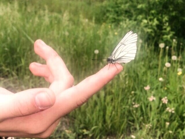 Borboleta