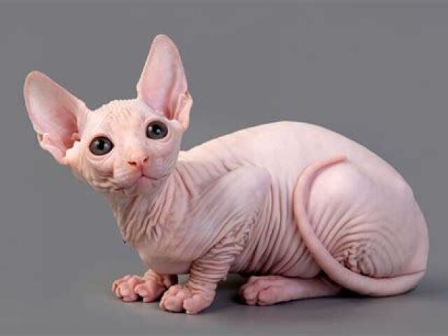 Sphynx