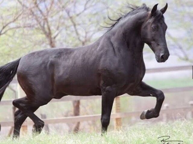 Prefiro cavalo preto