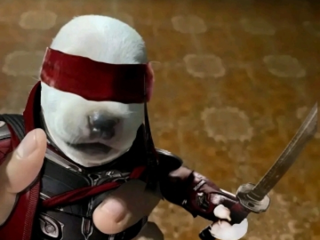 Cachorro calvo kenshi