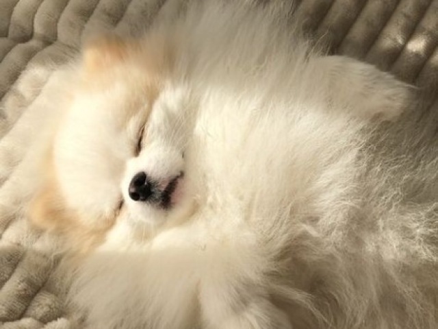 Lulu da pomerania