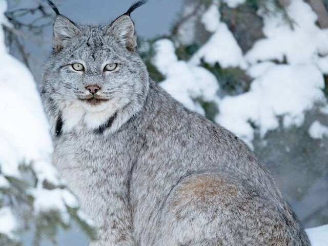 Lince canadense