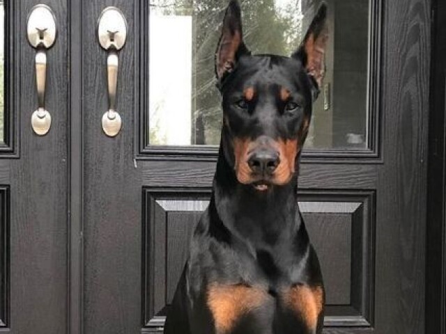 Doberman