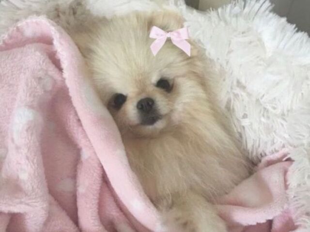 Uma cachorrinha chamada Soojin, com 2 meses de idade.