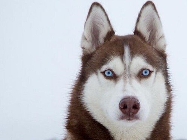 Husky