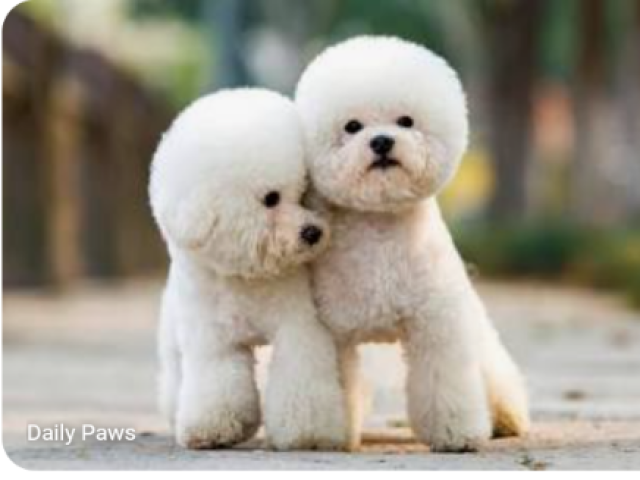 Poodle toy