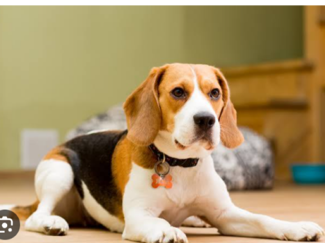 Beagle