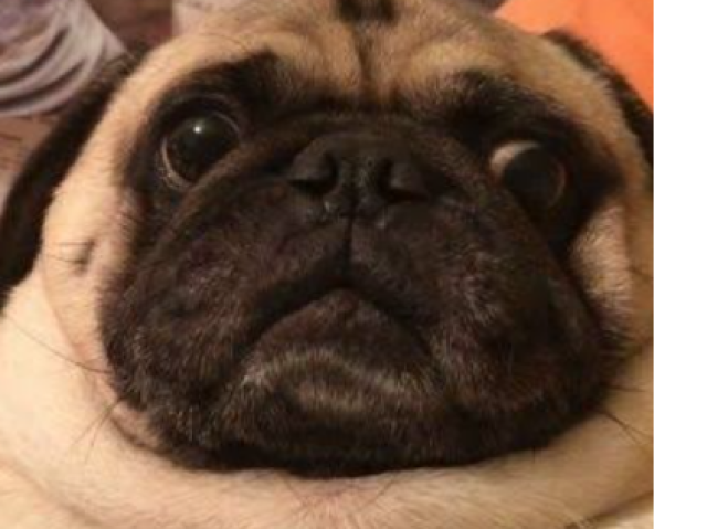 Pug